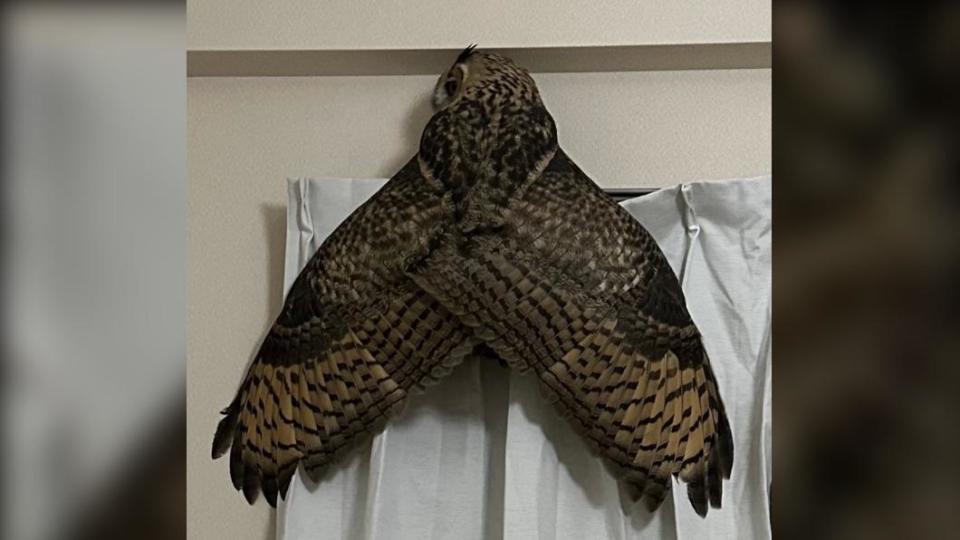 這巨大的「蟬」原來那是自己飼養的貓頭鷹「鼓珀」（こはく）。（圖 / 翻攝自@SiO2_ORio推特）