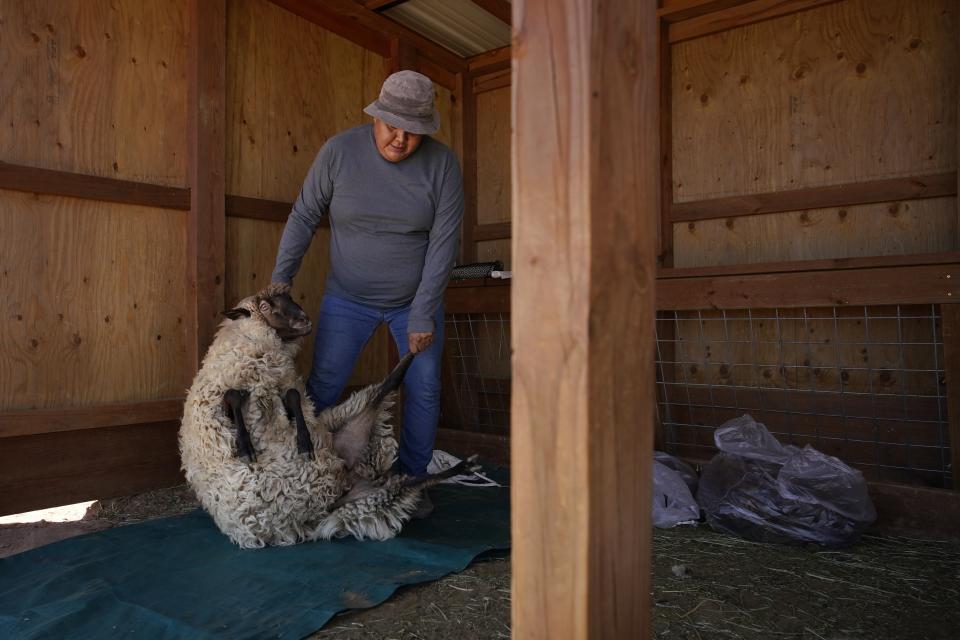 Nikyle Begay moves a sheep in preparation for sheering Thursday, Sept. 7, 2023, on the Navajo Nation in Ganado, Ariz. When it's time for shearing, Begay ties the hooves of the sheep into place and cut the wool by hand with a special pair of scissors. (AP Photo/John Locher)