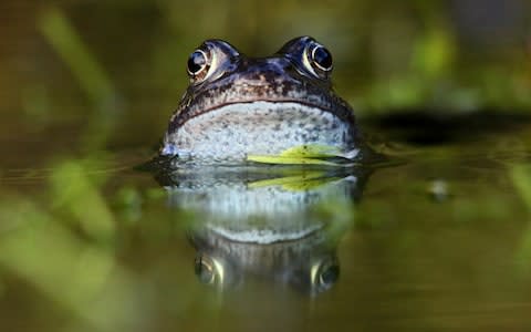 Frogs are a gardener's best friend when it comes to pest control - Credit:  Iain Lawrie