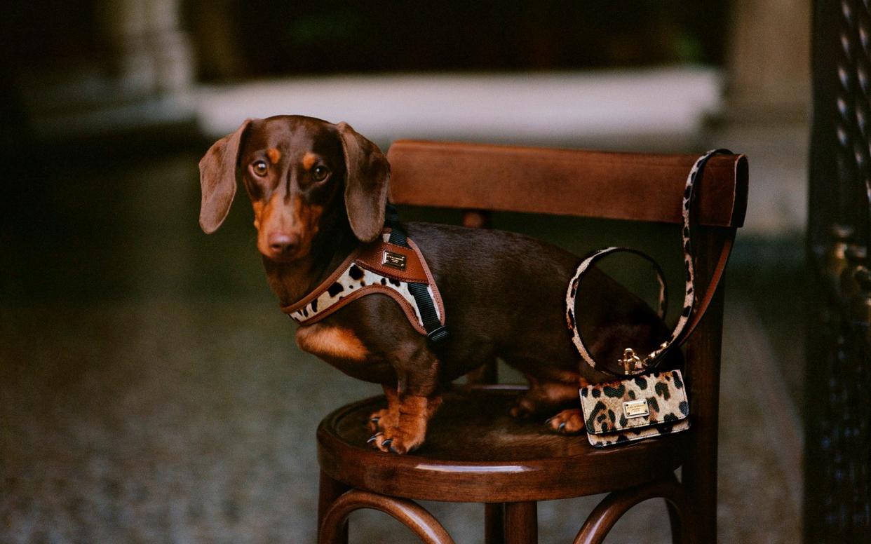 A dog models the Dolce and Gabbana line