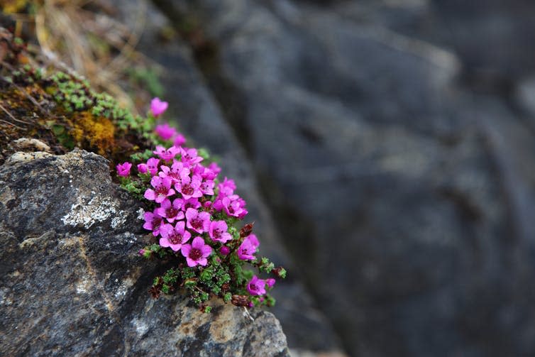 <span class="caption">Cold adapted species like purple saxifrage rely on low temperatures to thrive amid faster growing competitors.</span> <span class="attribution"><a class="link " href="https://www.shutterstock.com/image-photo/purple-saxifrage-flowering-norwegian-coastal-rocks-188709068" rel="nofollow noopener" target="_blank" data-ylk="slk:Ingrid Maasik/Shutterstock;elm:context_link;itc:0;sec:content-canvas">Ingrid Maasik/Shutterstock</a></span>