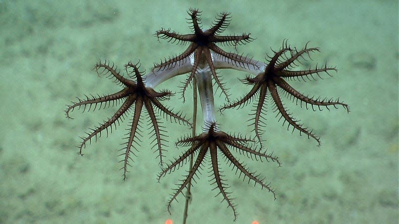 Don’t be alarmed! Just an undersea octocoral. - Photo: NOAA Office of Ocean Exploration and Research