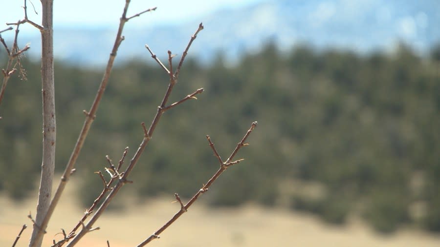 The Arnold family is eager for the warmer months to see Hallie's Tree blossom.