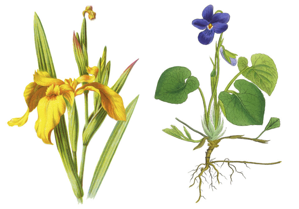 Fleur de naissance février : la violette et l’iris