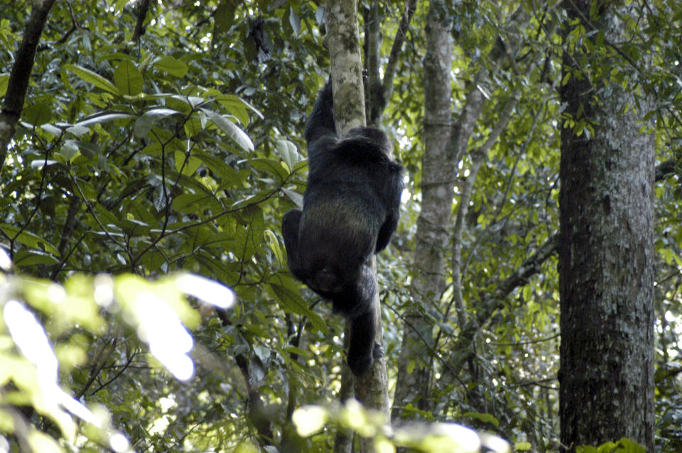 Una fotografía sin fecha proporcionada por Jeremy DeSilva en la que un chimpancé trepa un árbol. (Jeremy DeSilva via The New York Times)
