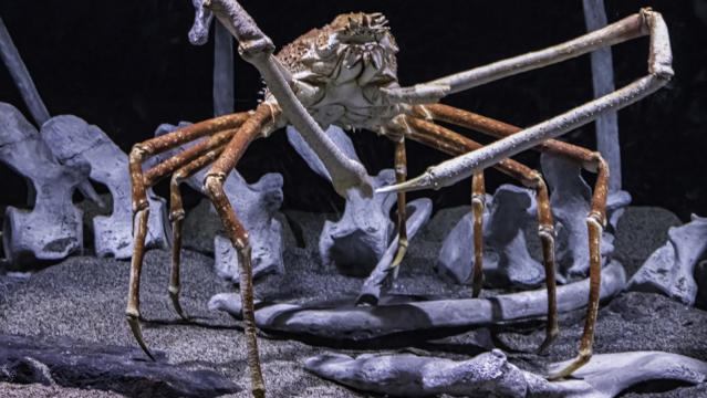 Sea, Sand and Sky: Mondays are for Spider Crabs