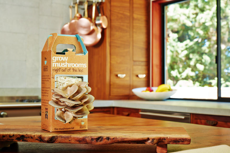 This undated publicity photo provided by Back to the Roots shows a mushroom kit with a flush of organic gourmet oyster mushrooms at Day 10 of growth. (AP Photo/Back to the Roots, Chris Roche)