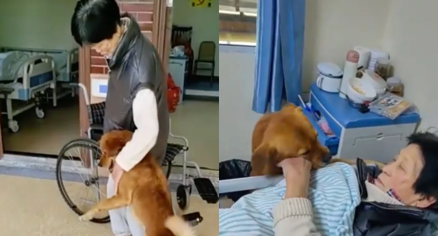 A pet dog in China has captured the hearts of netizens after a video circulated online of the dog visiting its owner in the hospital every day. (Photo credits: Baidu)