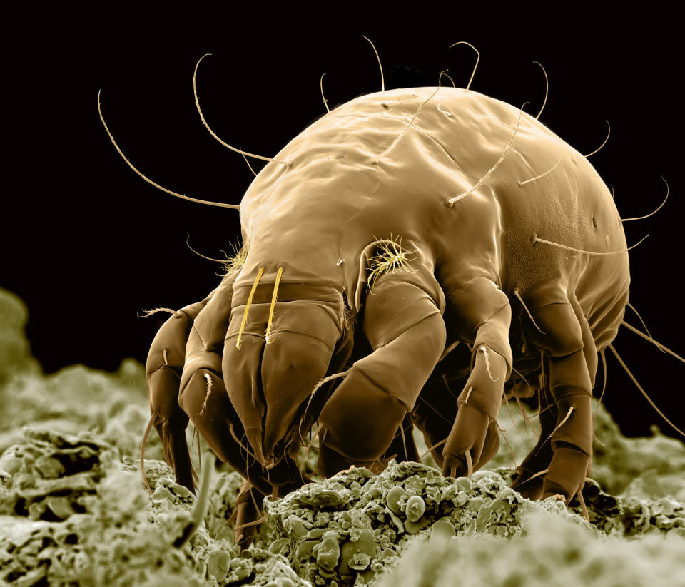 Adactylidium mite