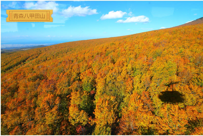 八甲田山紅葉絕景