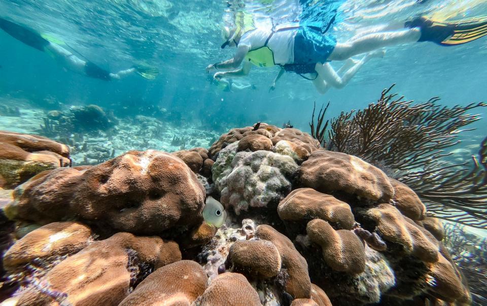 Discover a coral reef rich in wildlife in Central America