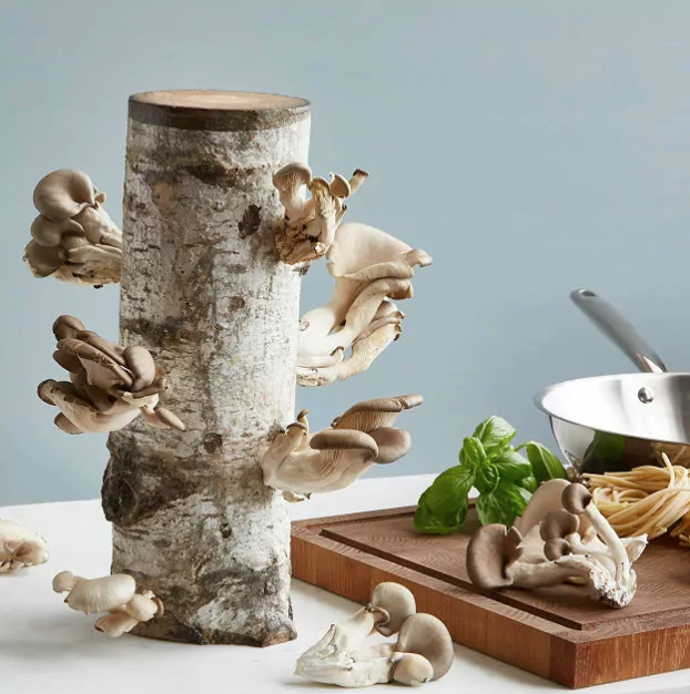 <p><a href="https://go.redirectingat.com?id=74968X1596630&url=https%3A%2F%2Fwww.uncommongoods.com%2Fproduct%2Foyster-mushroom-log-kit&sref=https%3A%2F%2Fwww.countryliving.com%2Fshopping%2Fgifts%2Fg24995746%2Fgrandpa-gifts%2F" rel="nofollow noopener" target="_blank" data-ylk="slk:Shop Now;elm:context_link;itc:0;sec:content-canvas" class="link ">Shop Now</a></p><p>Oyster Mushroom Log Kit</p><p>uncommongoods.com</p><p>$30.00</p>