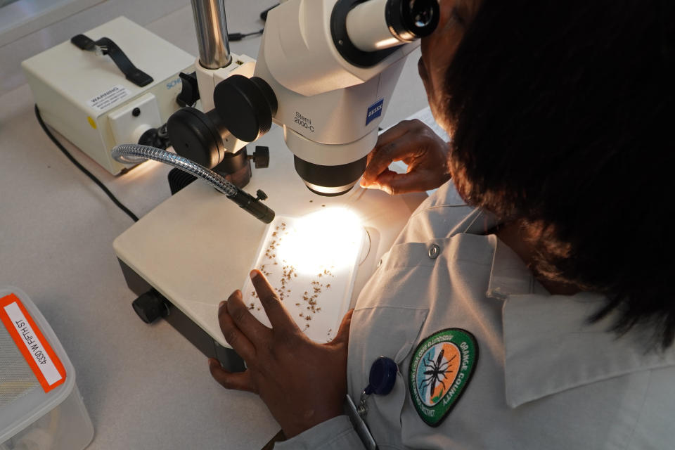 A lab worker examines trapped mosquitoes for signs of West Nile Virus and other diseases at the Orange County Mosquito and Vector Control District laboratory in Garden Grove, Calif., on June 27, 2023. A drone is the latest technology deployed by the district to attack mosquitoes developing in marshes, wetlands, large ponds and parks. Mosquitoes grow into larvae from eggs laid in water, making proliferation of the biting bugs a major concern after California's extraordinarily rainy winter. (AP Photo/Eugene Garcia)