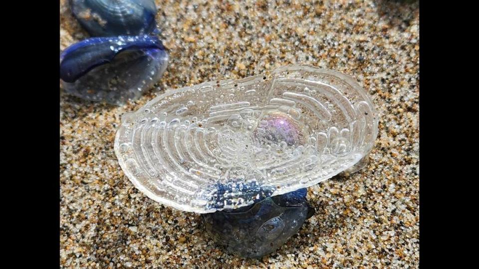 Hope estimates she spotted thousands of velella velella, or what she’s nicknamed “crazy cool, blue beach buddies.”