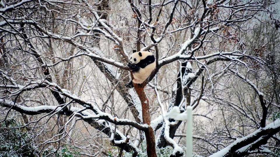 A giant panda rests on a tree at a zoo after a snow fall in Beijing. - Chinatopix/AP