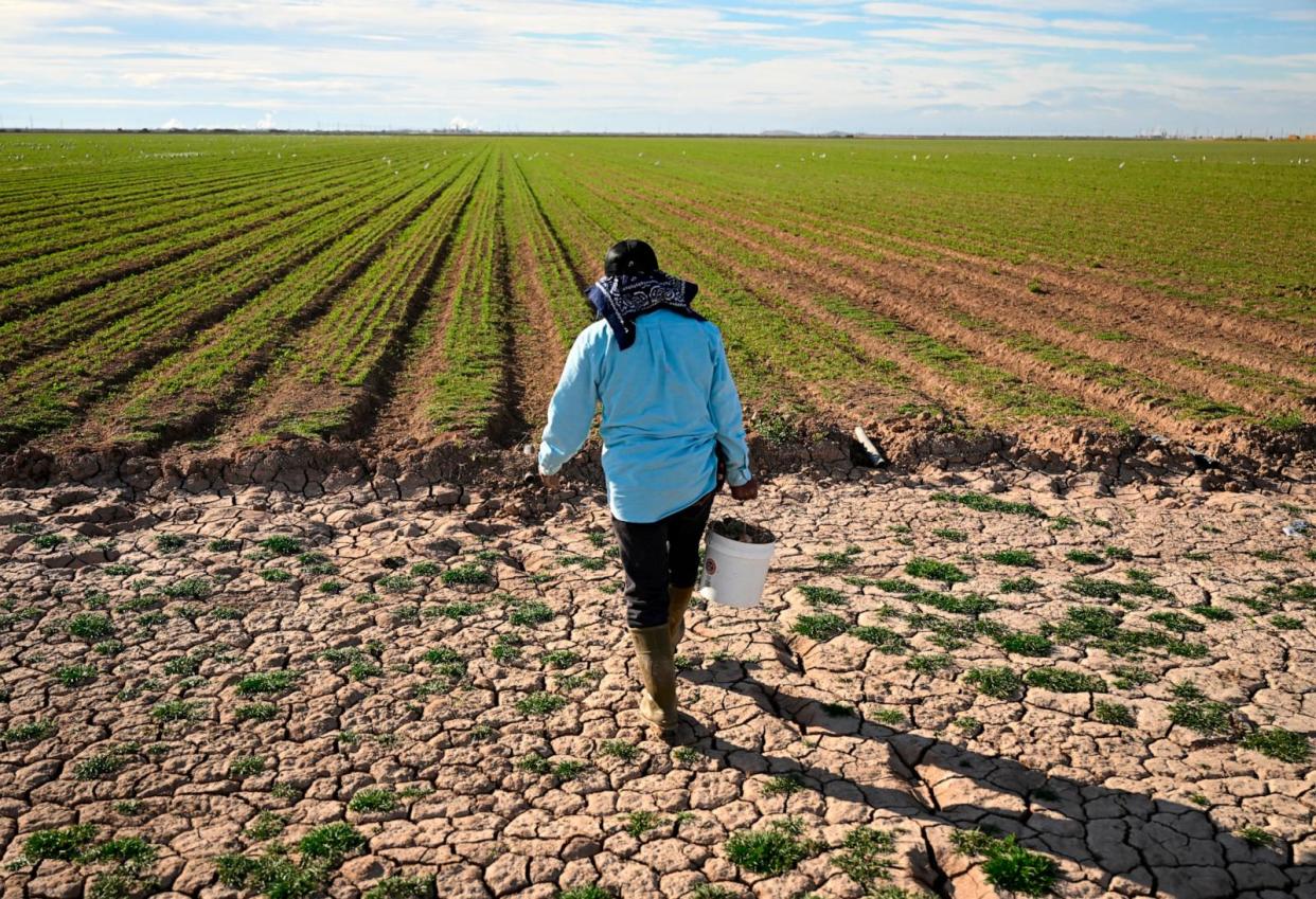 PHOTO: Farmhand Adrian Gonzalez works in a field of newly planted alfalfa, Dec. 29, 2022, in Calipatria, Calif. Gonzalez works for a farm in the Imperial Valley.  (RJ Sangosti/MediaNews Group/The Denver Post via Getty Images)