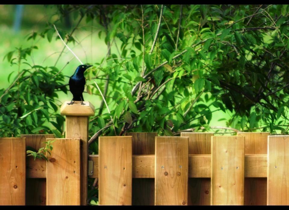 If your backyard fence has never been stained, or the color has faded from the sun, adding a fresh coat is sure to brighten it up and protect the wood. First choose your stain and make sure your fence is clean and dry. Using a roller with a long attachment, coat about 3 feet of fence at a time. It is best to roll in the same direction as the wood grain. Then, move to the next section. Staining the fence in small sections will help make sure you cover each area completely. Allow to dry and apply a second coat if needed. 