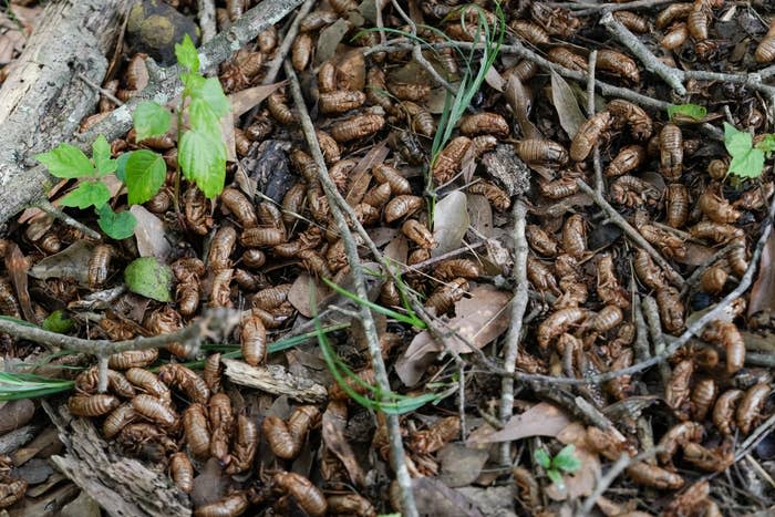 A ground covered with numerous cicada shells, twigs, and leaves