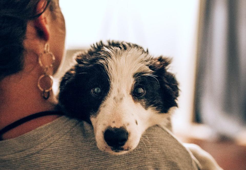 <span class="caption">Alleviating pet anxiety is about changing the owner’s behavior, too.</span> <span class="attribution"><a class="link " href="https://unsplash.com/photos/tkn_izTEVGo" rel="nofollow noopener" target="_blank" data-ylk="slk:Josh Hild/Unsplash;elm:context_link;itc:0;sec:content-canvas">Josh Hild/Unsplash</a>, <a class="link " href="http://creativecommons.org/licenses/by/4.0/" rel="nofollow noopener" target="_blank" data-ylk="slk:CC BY;elm:context_link;itc:0;sec:content-canvas">CC BY</a></span>