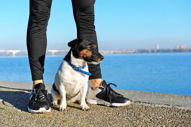 These non-pilling leggings repel lint and pet hair - and they all come in  black