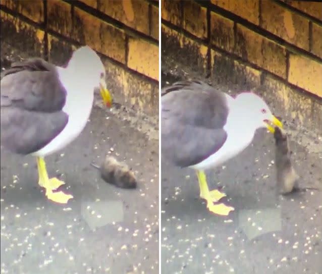 The seagull had to prepare to get the rat down. Source: LiveLeak