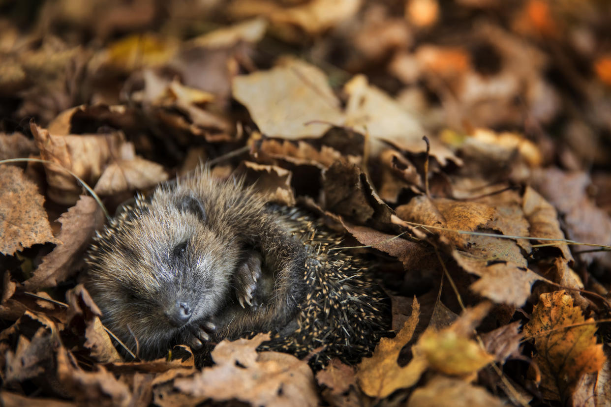 Igel schlafen über Herbst und Winter mehrere Monate lang (Symbolbild: Getty Images)