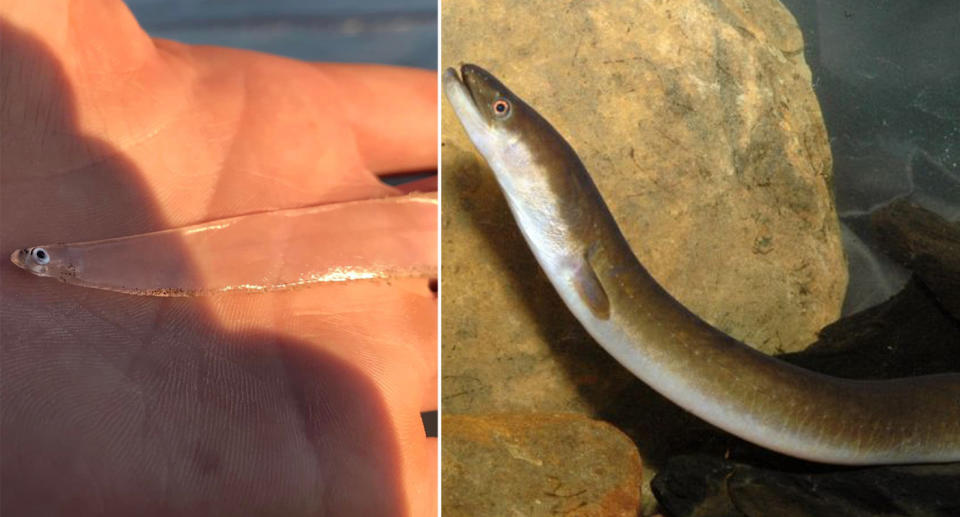 The woman's find is the larva of an elopomorph fish, the name given to eels, ladyfish and tarpon. Source: Facebook/Getty