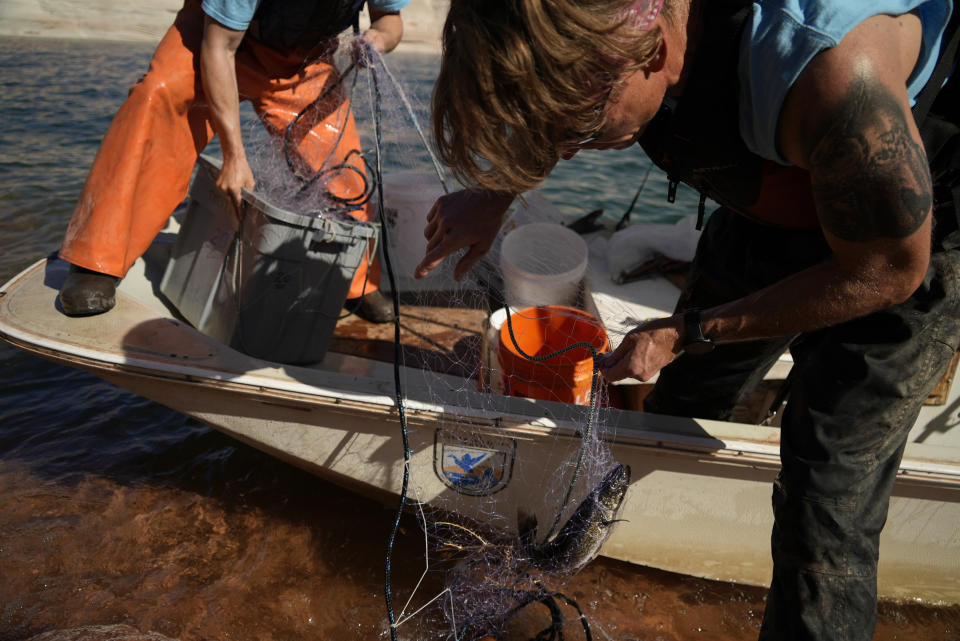 A Utah State University research team pulls in a walleye in a gillnet along a shallow shoreline at Lake Powell on Tuesday, June 7, 2022, in Page, Ariz. They are on a mission to save the humpback chub, an ancient fish under assault from nonnative predators in the Colorado River. (AP Photo/Brittany Peterson)