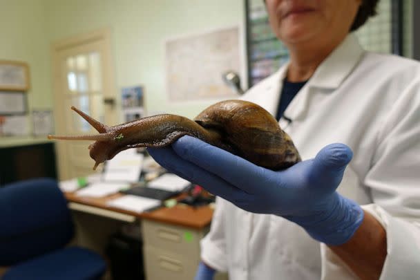 PHOTO: Mary Yong Cong, a Florida Dept. of Agriculture scientist, holds a Giant African Snail in her Miami lab on July 17, 2015. (Kerry Sheridan/AFP via Getty Images, FILE)