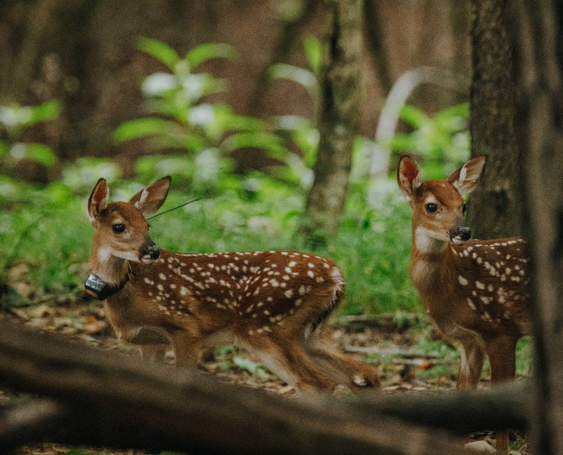 Researchers in the Triangle Urban Deer Study focus on collaring and tagging deer from January to early June. They’re trying to work around mating and birthing season, and to avoid disrupting game hunting patterns.