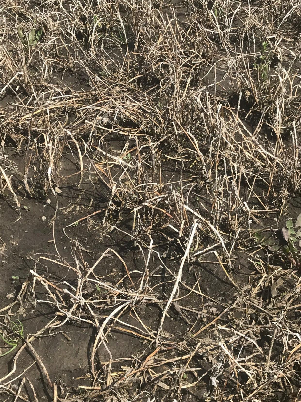 Farmers around the state started spring with fewer acres of alfalfa due to winterkill. The state was rated at 25% severe, 18% moderate and 17% light. Forty percent of alfalfa was reported as undamaged, compared to 82 percent from last year.