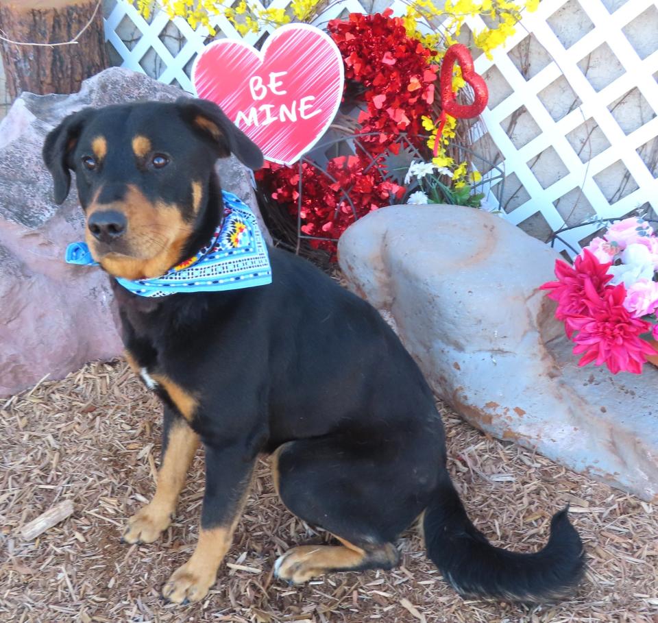 Gwendolyn, ID #423522, came into the shelter as a stray on Dec. 31. She's a laid-back and very friendly 1-year-old, 55-pound Rottweiler mix. Gwen will sit on command, and she takes treats gently from your hand. She is calm and cool in her kennel, and she's good pals with her puppy roommate. The adoption fee is waived for any dog that has been at the shelter more than 30 days. To meet Gwendolyn, go to the Oklahoma City Animal Shelter at 2811 SE 29 between noon and 5 p.m. Tuesday through Saturday. Go online to www.okc.gov or www.okc.petfinder.com to see all the cats and dogs available for adoption.