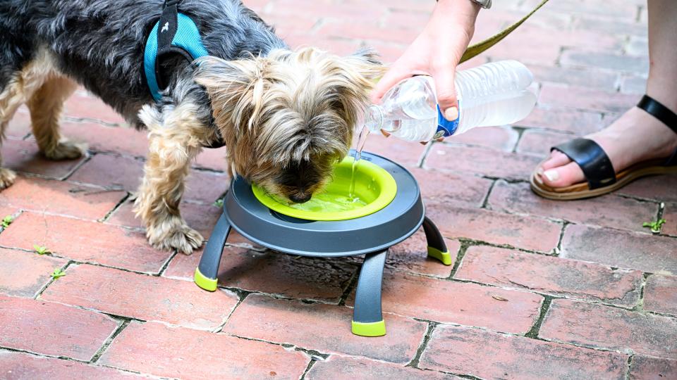 Best gifts for dog lovers: Dexas Popware Pet Bowl