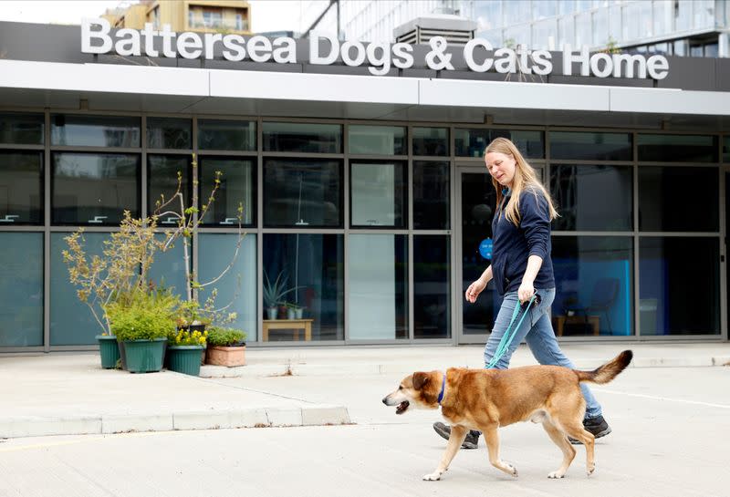 La asistente de reubicación y bienestar Marina Elands saca a Paddy, un mestizo, para una caminata en Battersea Dogs and Cats Home, en Londres