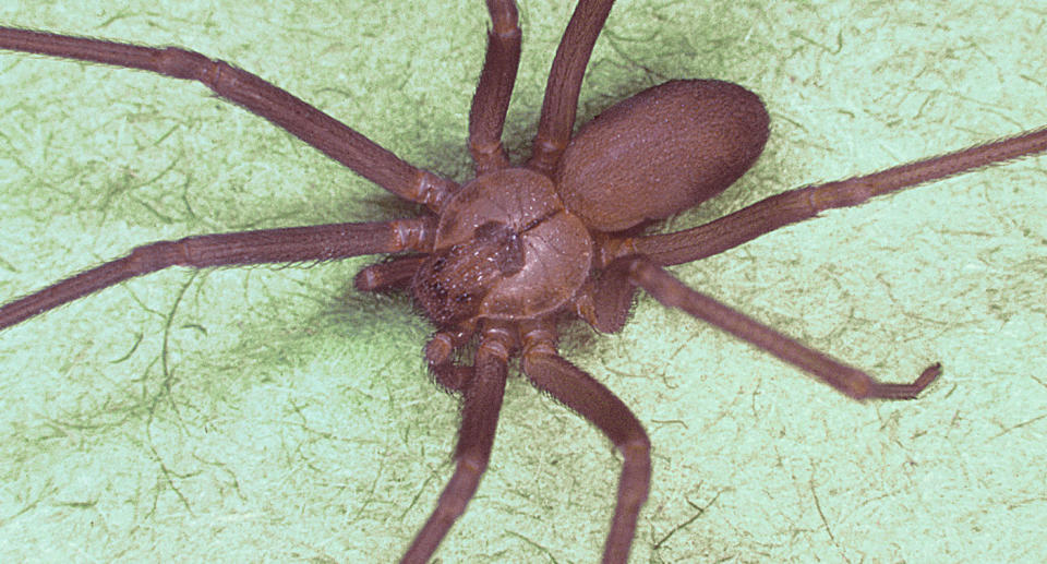 A brown recluse spider. Source: Getty Images (File pic)