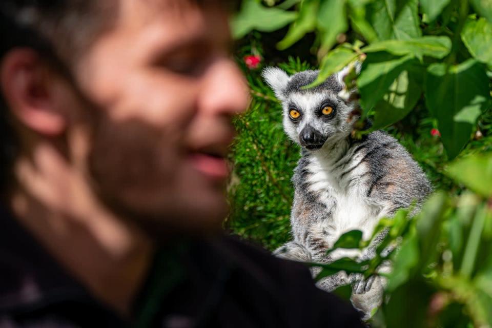 A ring-tailed lemur looks at a keeper at Bristol Zoo Gardens (Ben Birchall/PA) (PA Wire)