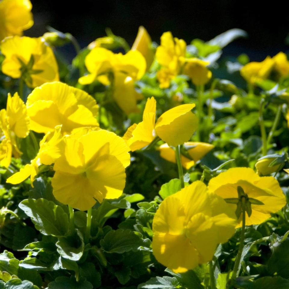 Crown Yellow pansies.