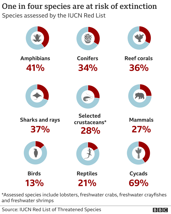 Gráfico que muestra cómo más de una de cada cuatro especies de las evaluadas por la Lista Roja de la UICN están en peligro de extinción, incluido el 41 % de los anfibios, el 27 % de los mamíferos y el 13 % de las aves