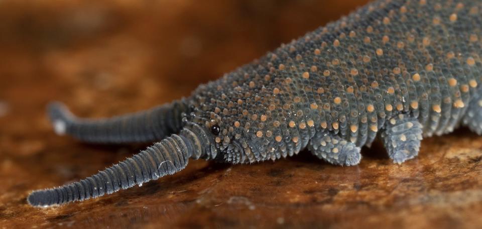 A velvet worm from Mt Elliot, North Queensland. Alexander Dudley/Faunaverse