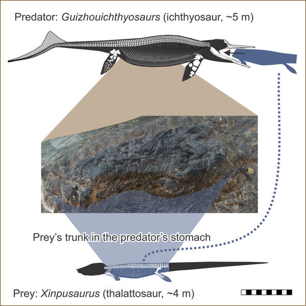 Diagram showing where the lizard was found in the stomach. (SWNS)