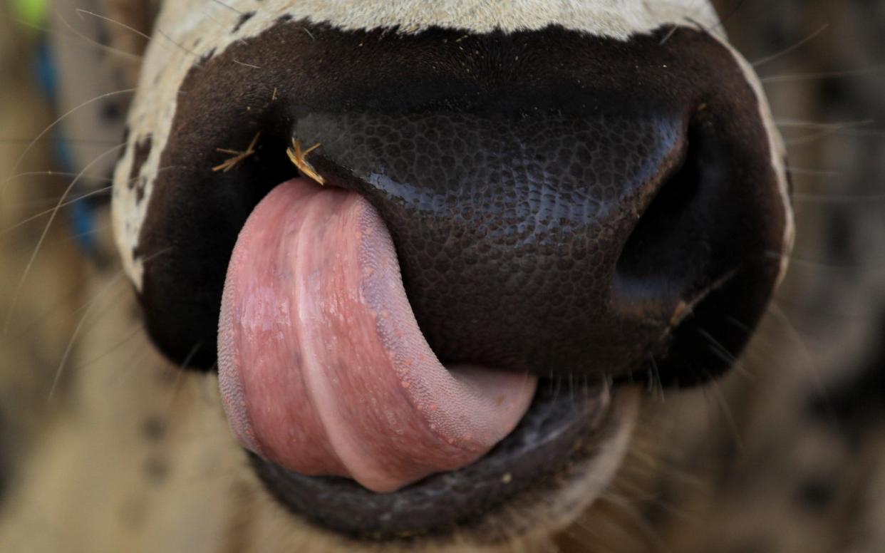 A close-up of sacrificial cow displayed at a cattle market, ahead of the Eid al-Adha festival in Peshawar, Pakistan - Fayaz Aziz/REUTERS