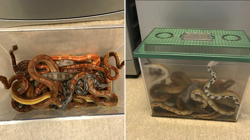 The RSPCA is appealing to the public after a box of snaakes was left outside a vet practise. Source: PA via AAP.