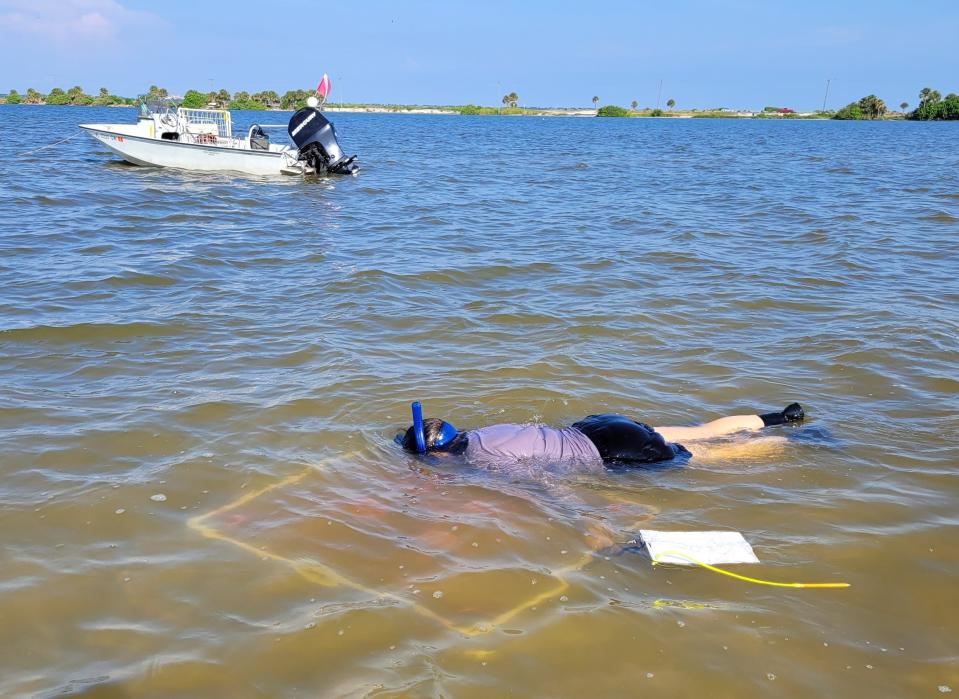 Lauren Hall, a scientist with the St. Johns River Water Management District, monitors seagrass in the Indian River Lagoon. Although the seagrass has been growing back in the past few years, the acreage throughout the estuary is still only about 30% of what it was 15 years ago, when algae blooms killed the grass.