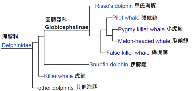 小虎鯨與其他近親的關係 (資料來源：維基百科，陳徵蔚翻譯)