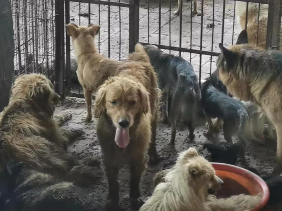 Dogs found alive in the ‘gruesome’ slaughterhouse (Vshine)