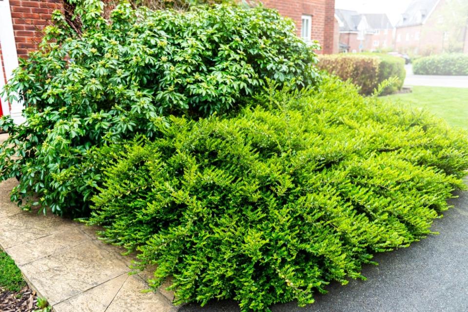 Overgrown shrubs