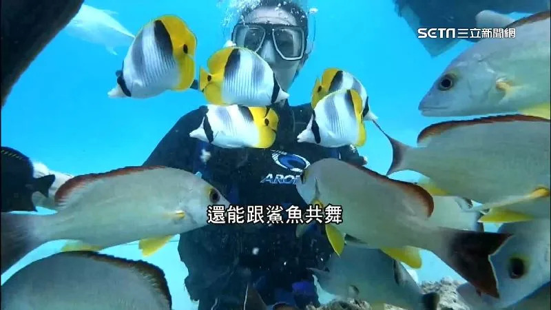 &#x005728;&#x0095dc;&#x005cf6;&#x006f5b;&#x006c34;&#x006703;&#x0088ab;&#x005927;&#x006279;&#x0071b1;&#x005e36;&#x009b5a;&#x007fa4;&#x005305;&#x00570d;&#x00ff0c;&#x009084;&#x0080fd;&#x008ddf;&#x009bca;&#x009b5a;&#x005171;&#x00821e;&#x003002;