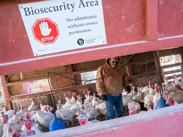 man with turkeys inside coop. sign outside reads &#39;biosecurity area - no admittance w/o owner permission