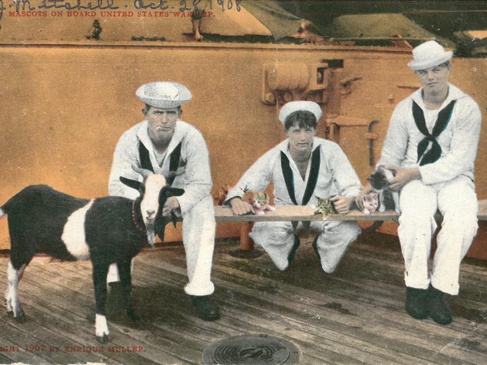 A 1907 postcard depicting US Navy men with a goat and cats.