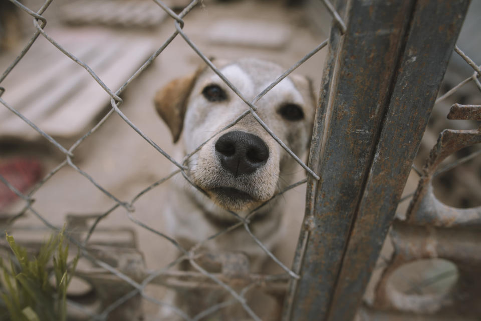 Im Tierheim geht es fast immer um Tiere in Not. (Symbolbild: Getty Images)